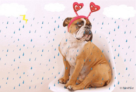 Valentine’s Day Marketing Tips For Small Businesses GIF of a dog wearing a heart shaped head piece.